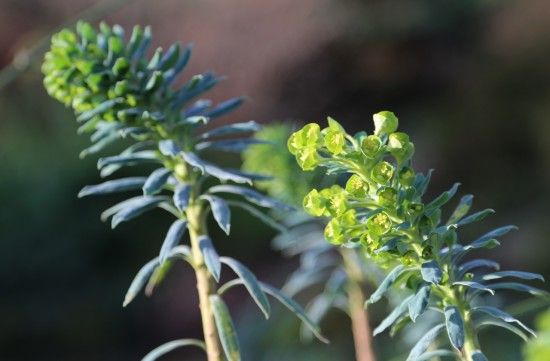 9 Euphorbia characias