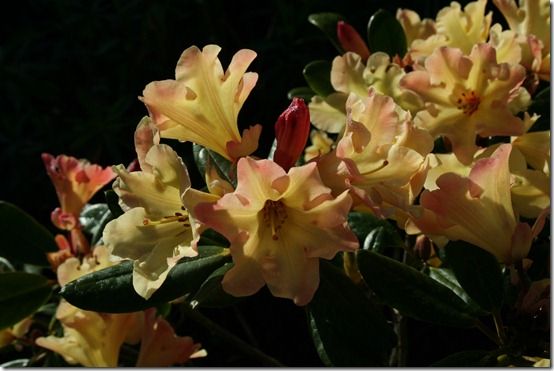 Rhododendron 'Nancy Evans'