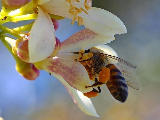 2 Bee pollinating lemon