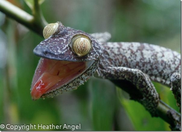 Leaf-tailed gecko threat posture