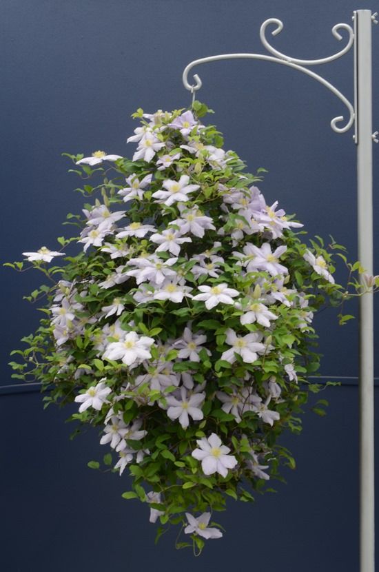 2 Clematis basket