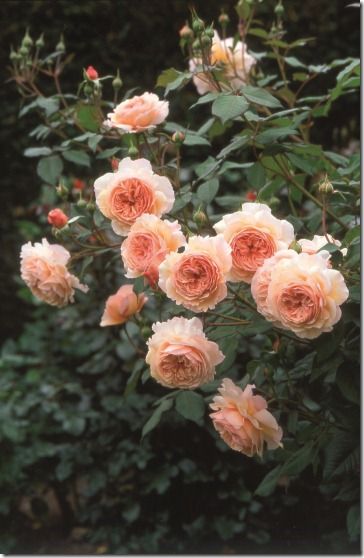 A Shropshire Lad B (Ausled)