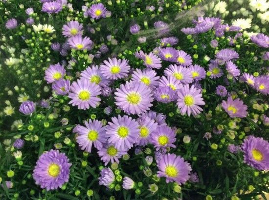 Aster Cassandra