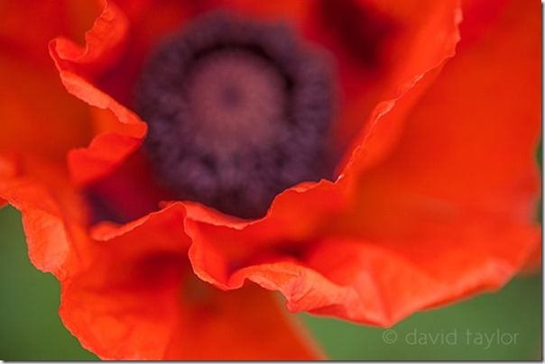 Close-up of a poppy growing in a pasture field near Bamburgh, Northumberland, England, Autofocus, Phase detection, AF point selection, Contrast detection, AF-S, One Shot mode, AI Servo, AF-C, predictive focus, Live View