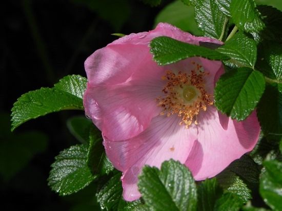 1 Rosa rugosa