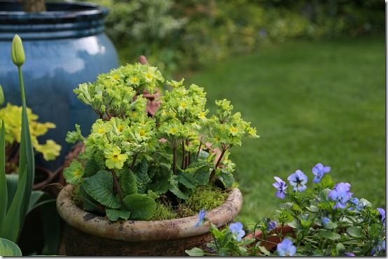 Primula 'Francisca'