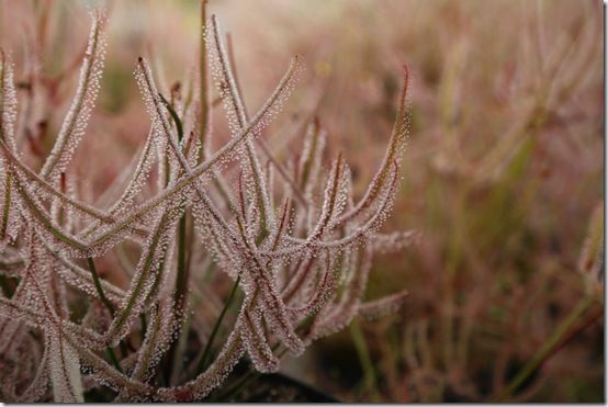 Drosera binata var. multifida