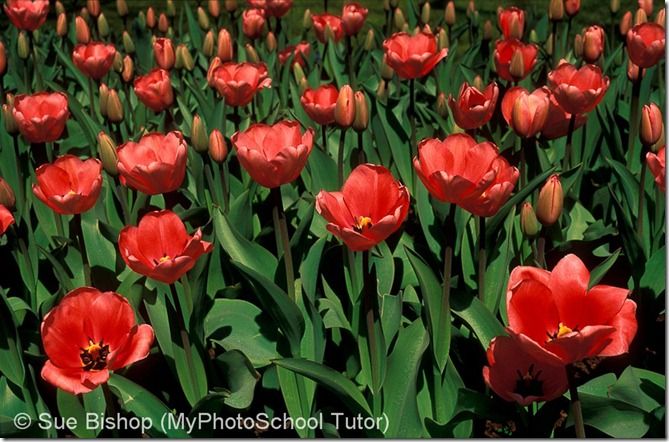 Another example of frontlighting is this shot of tulips. It shows all their blimishes and imperfections and makes them look tired