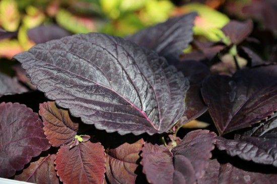 4 Coleus Dark Chocolate (800x533)