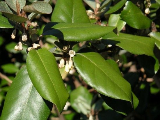 -elaeagnus-x-ebbingei