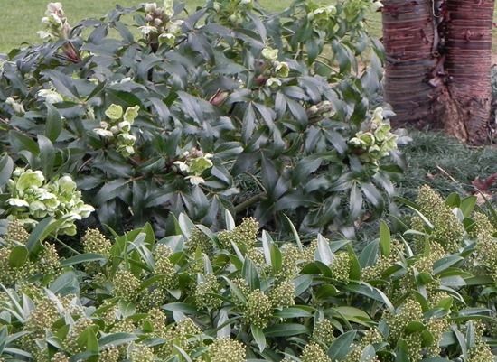 6 Helleborus argutifolius and Skimmia Kew Green