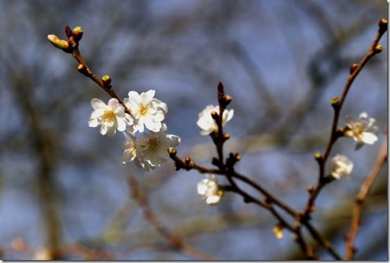 Prunus subhirtella 'Autumnalis'