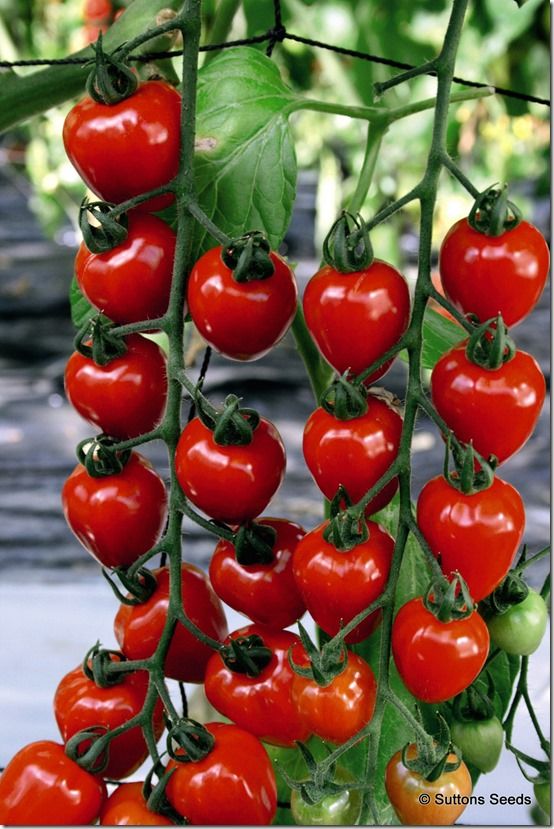 Tomato Tomatoberry<br />
<br>Tozer
