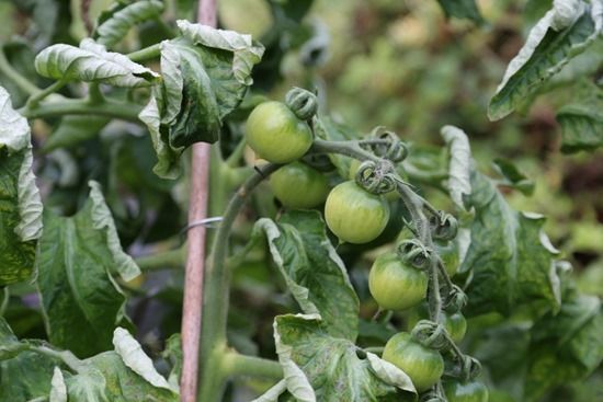 11 Stopping tomatoes (1024x683)