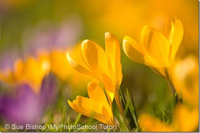 Back lighting works better with some flowers than others.   Flowers with strong colours work well like Crocus and Tulips