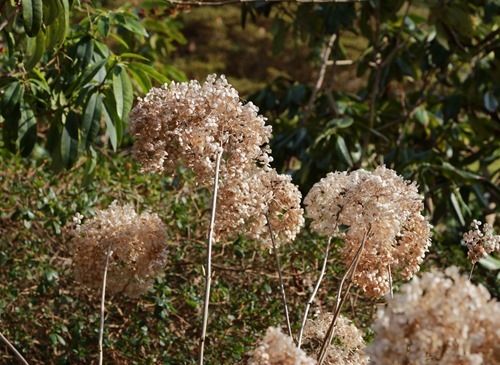 6 Hydrangea arborescens (1280x934)