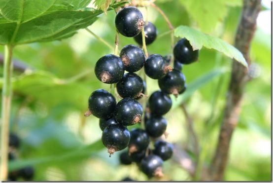 Blackcurrants