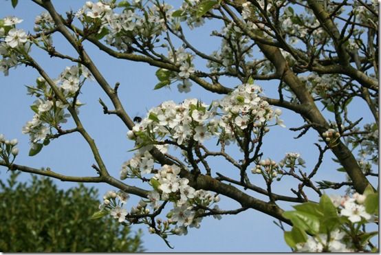 Pyrus 'Chanticleer' 