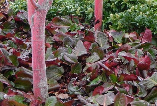 8   Bergenia under acers (2)