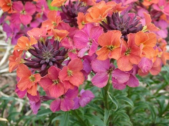 Erysimum 'Monet's Mome