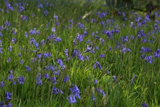 8 Hyacinthoides non-scripta