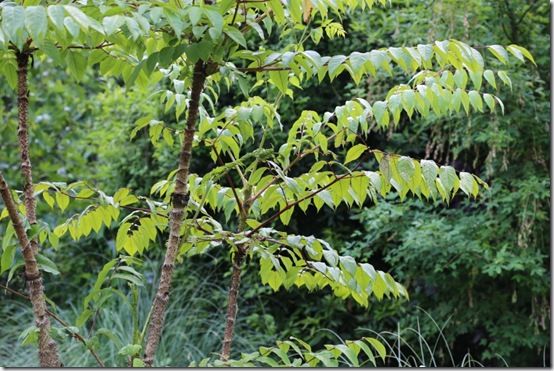 6 Aralia echinocaulis 