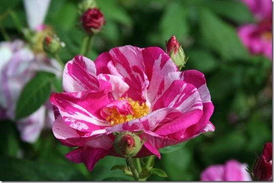 Rosa gallica 'Versicolor'