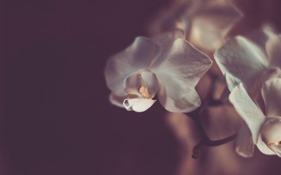 How To Grow & Care For Orchids