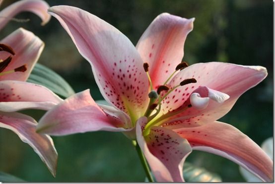 Lilium Mona Lisa 2