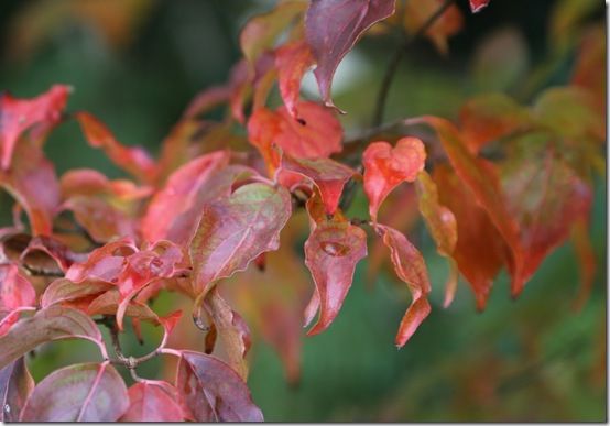 6. Cornus kousa 'Chinensis' 