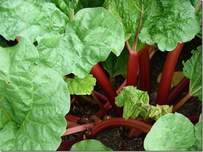 9 Rhubarb