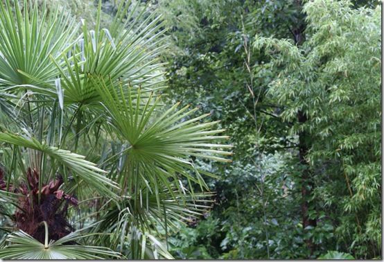 Trachycarous and bamboos 