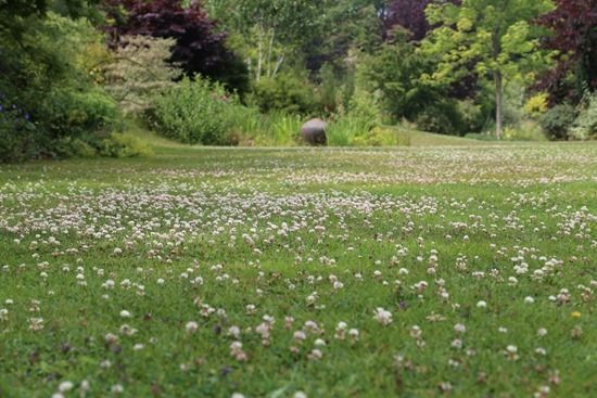 6 Clover Lawn (1024x683)