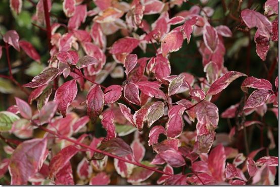 8. Cornus alba 'Sibirica Variegata' 