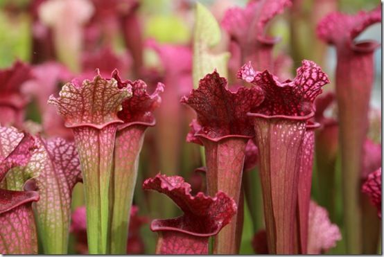 Sarracenia Juthatip Soper