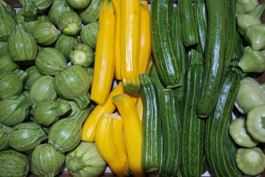 summer-squash-1