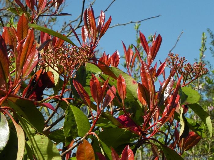 Photinia x fraseri 'Red Robin'