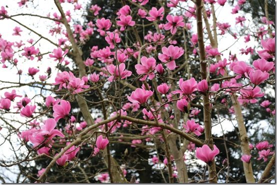 Magnolia 'Copeland court'