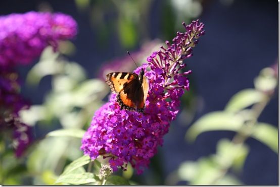 Buddleja 'Buzz Magenta' 