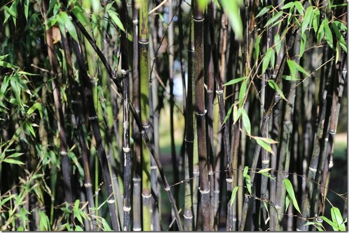 9 Phyllostachys nigra (1280x853)