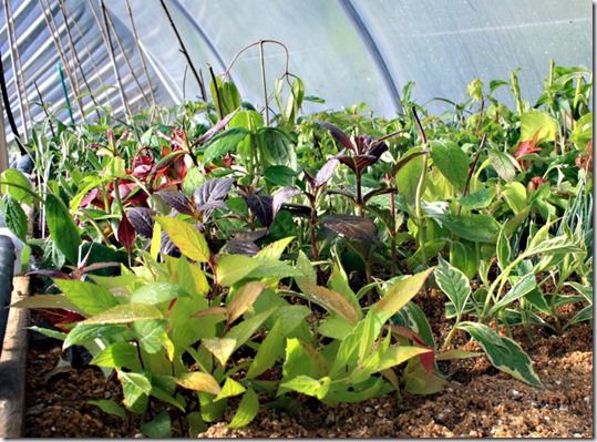 Hardwood cuttings, leaf bud cuttings, Leaf cuttings, Pipings, Propagation, Root Cuttings, Semi Ripe Cuttings, Softwood cuttings, taking cuttings, vegetative propagation, eye cuttings, grape vine, 