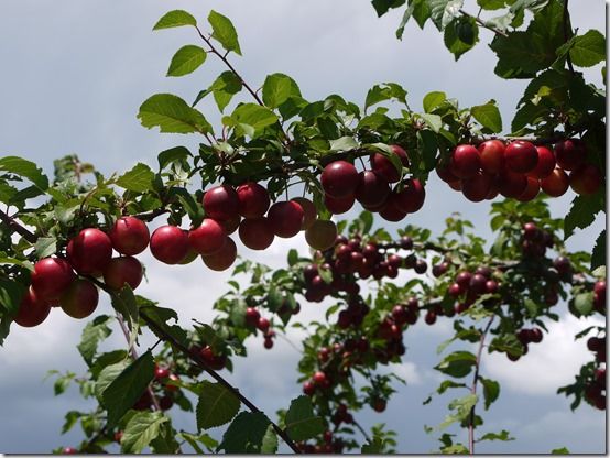 prune, Fruit Tree Specification & Rootstocks Guide