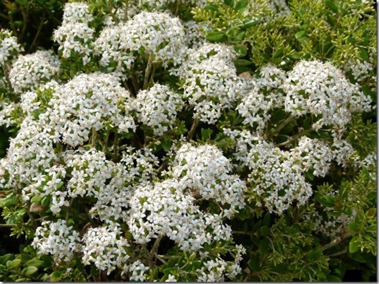 Olearia haastii