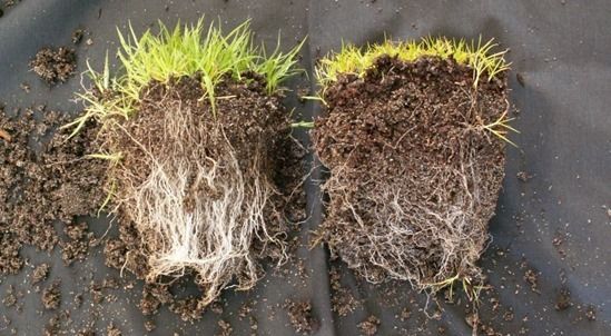 6 Grass on left with mycorrhizal fungi, on right without