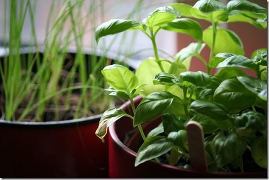 Windowsill basil 