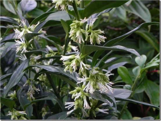 Sarcococca confusa 