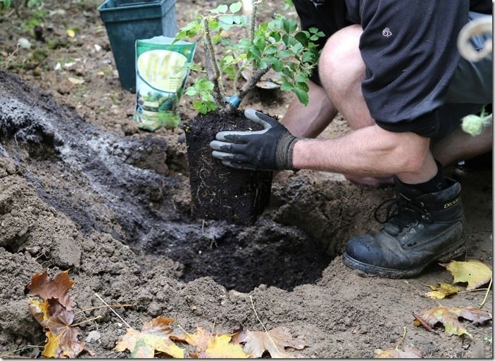 5 Planting a container rose