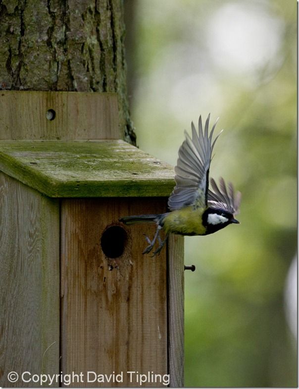 Great Tit Parus major leaving nest box Ferry Wood Norfolk