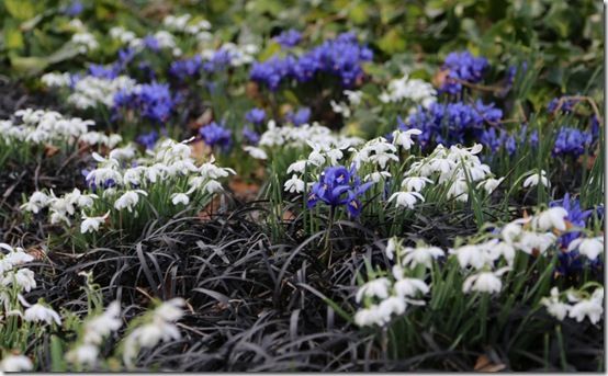 Iris, snowdrops and ophiopogon