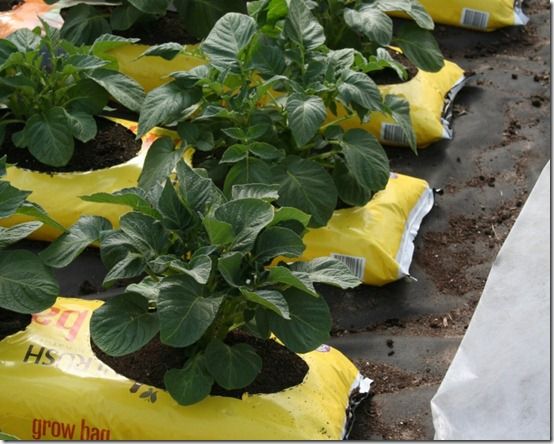 Potatoes on gro-bags